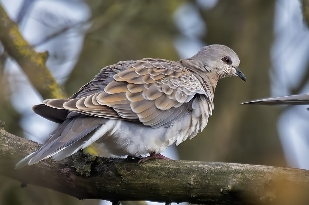 Turtle dove